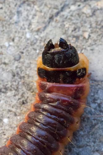 Réf. 184 539 : Cossus cossus